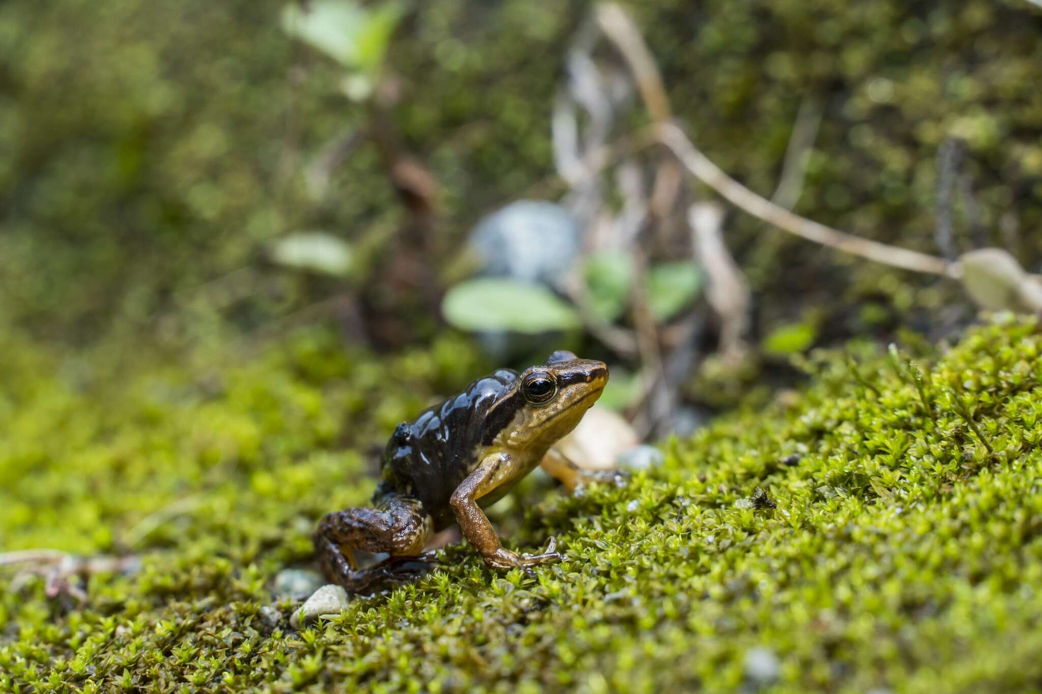 Image of Leucostethus brachistriatus (Rivero & Serna 1986)