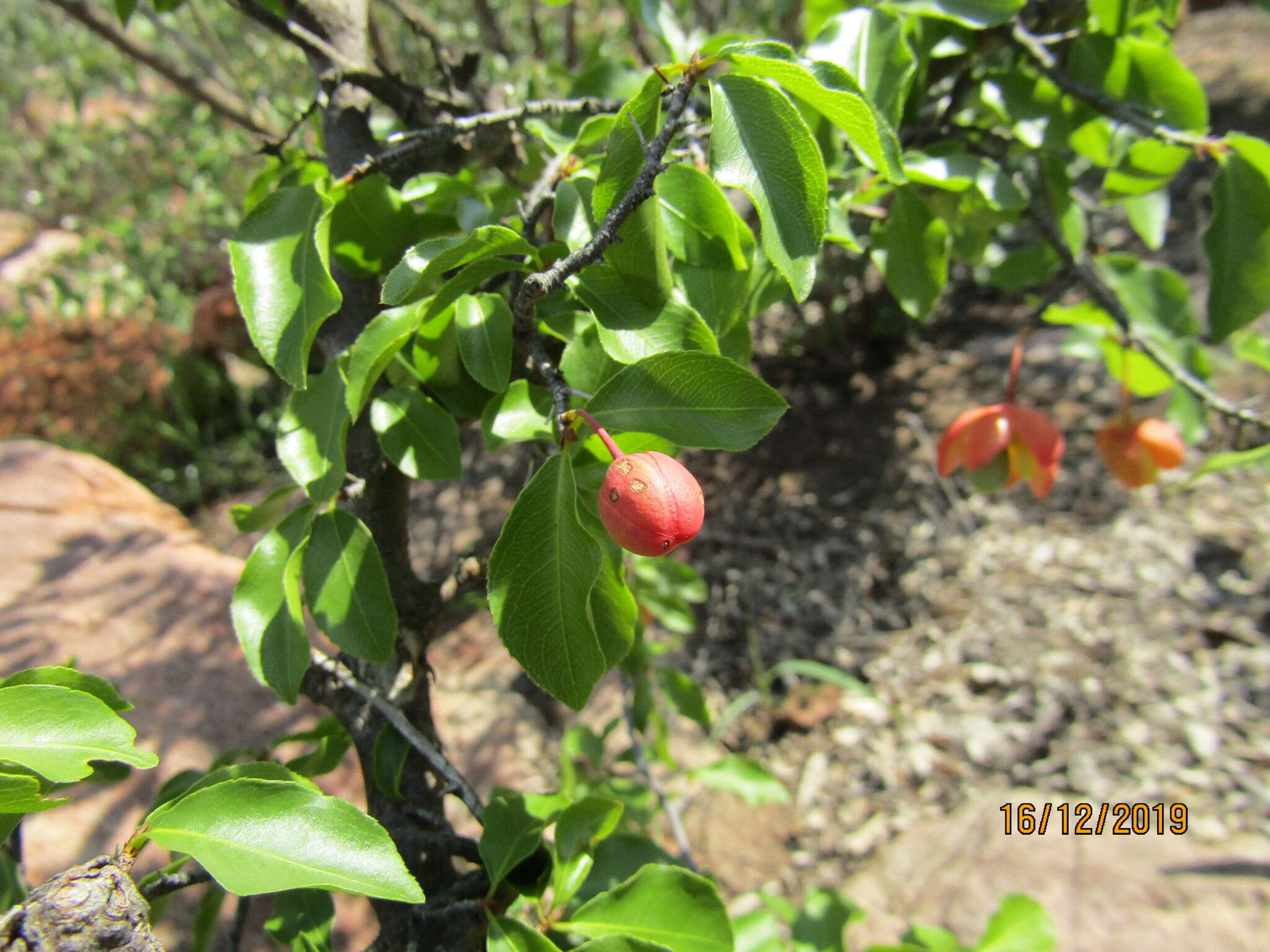 Image of Boat-fruit plane