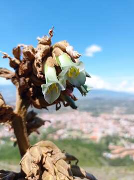 Imagem de Puya bicolor Mez