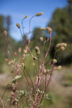 Imagem de Sanguisorba alpina Bunge