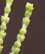 Image of Cyanothamnus baeckeaceus subsp. baeckeaceus