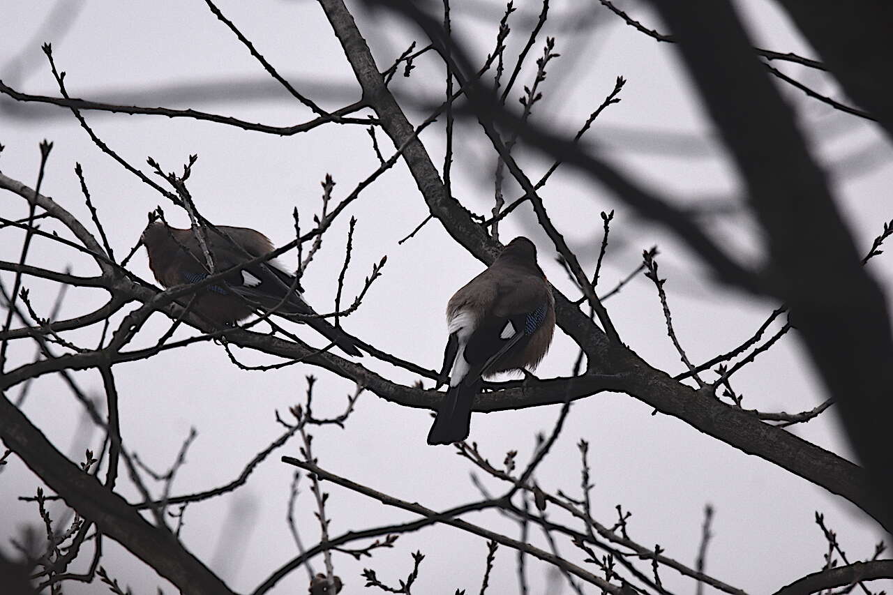 Image of Garrulus glandarius glandarius (Linnaeus 1758)