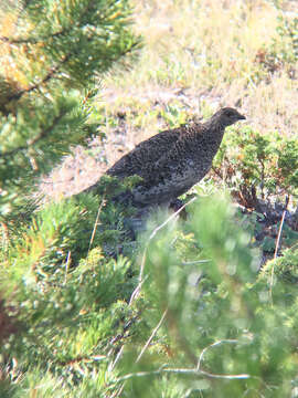 Image of Dusky Grouse