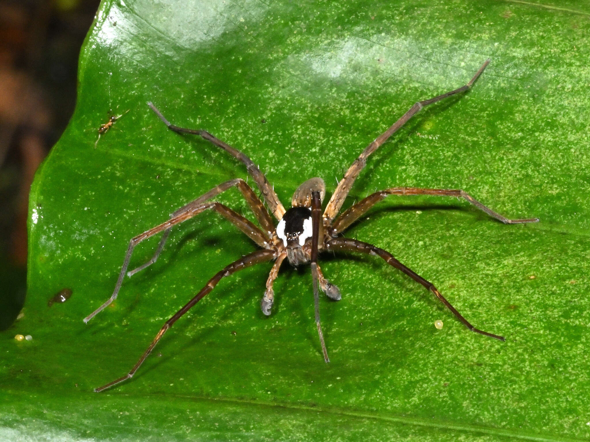 صورة Dolomedes raptor Bösenberg & Strand 1906