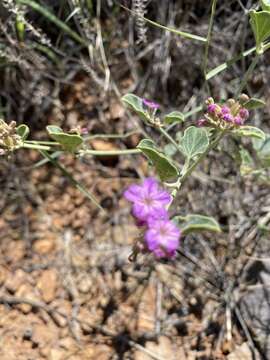 Слика од Acleisanthes chenopodioides (A. Gray) R. A. Levin