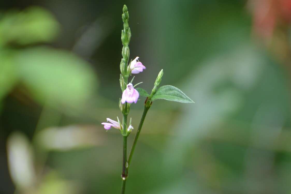 Image of Marsh Water-Willow