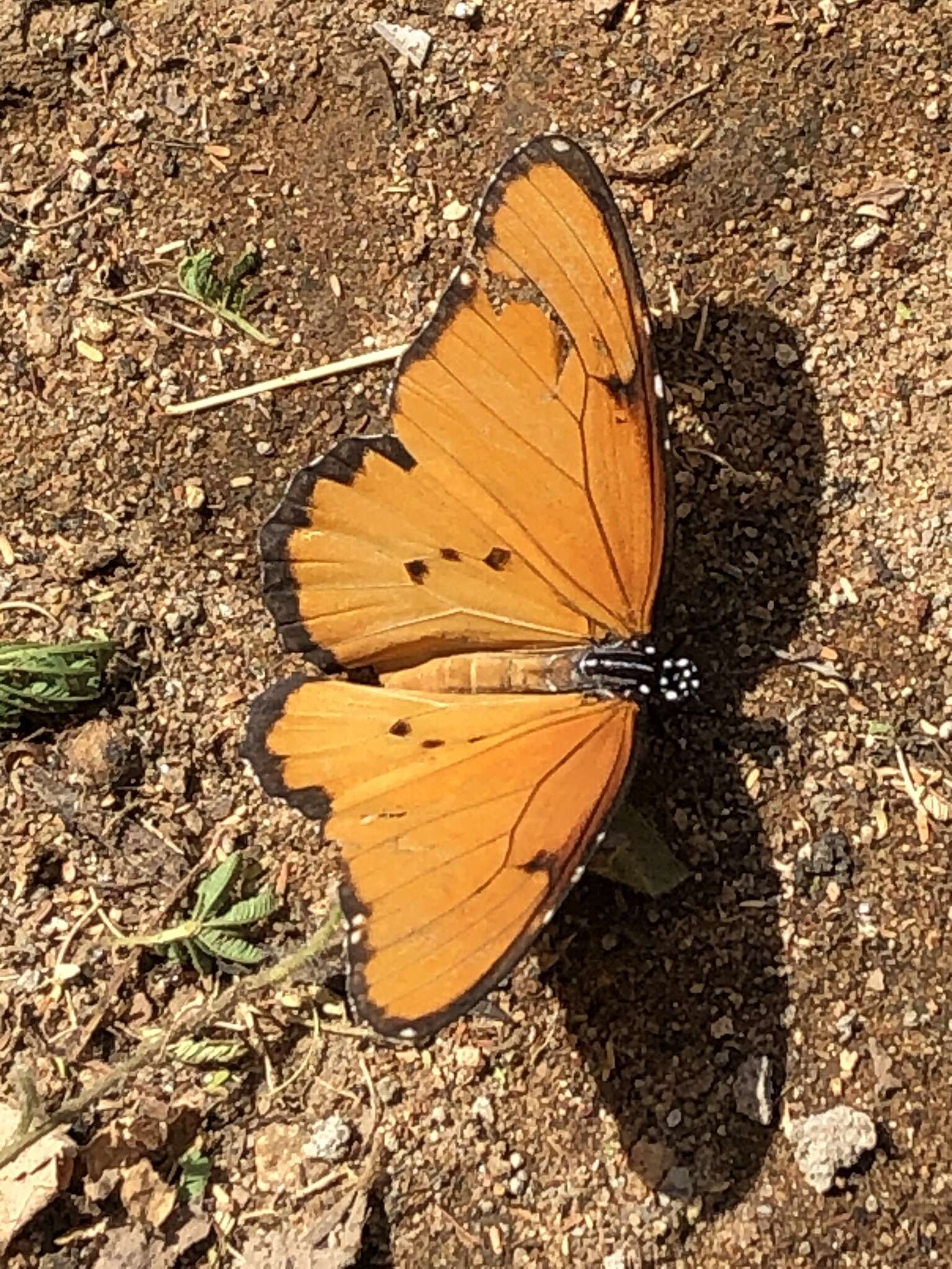 Image of Danaus (Anosia) chrysippus subsp. dorippus Klug 1845