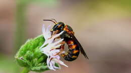 Image of Dianthidium floridiense Schwarz 1926