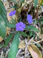 Eranthemum tetragonum Wall. resmi