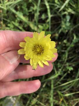 Image of tuberous desert-chicory