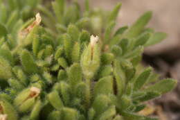 Image of Androsace pubescens DC.