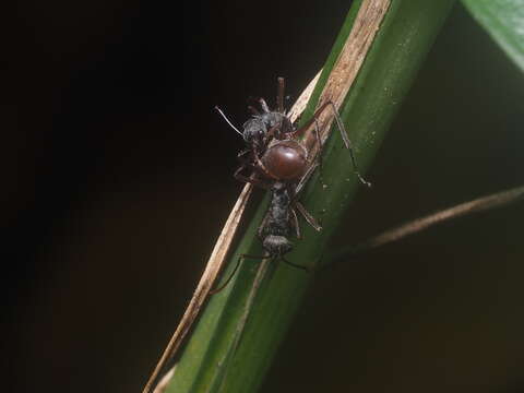 Image de Polyrhachis bicolor Smith 1858