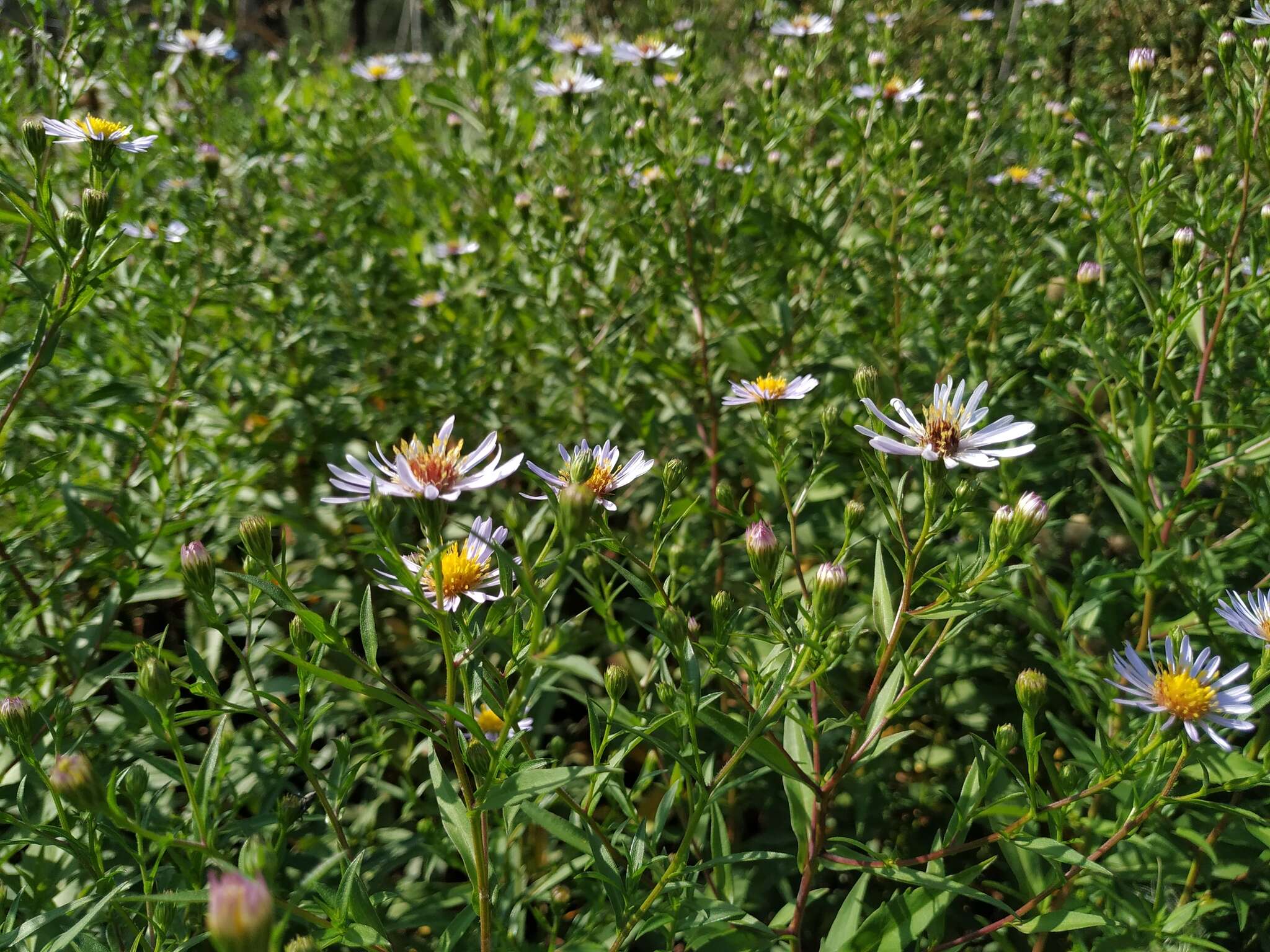 Image de Symphyotrichum salignum (Willd.) G. L. Nesom