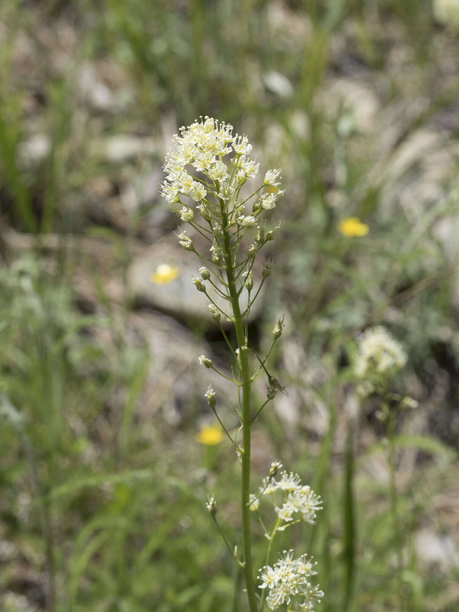 Image of Toxicoscordion venenosum var. venenosum