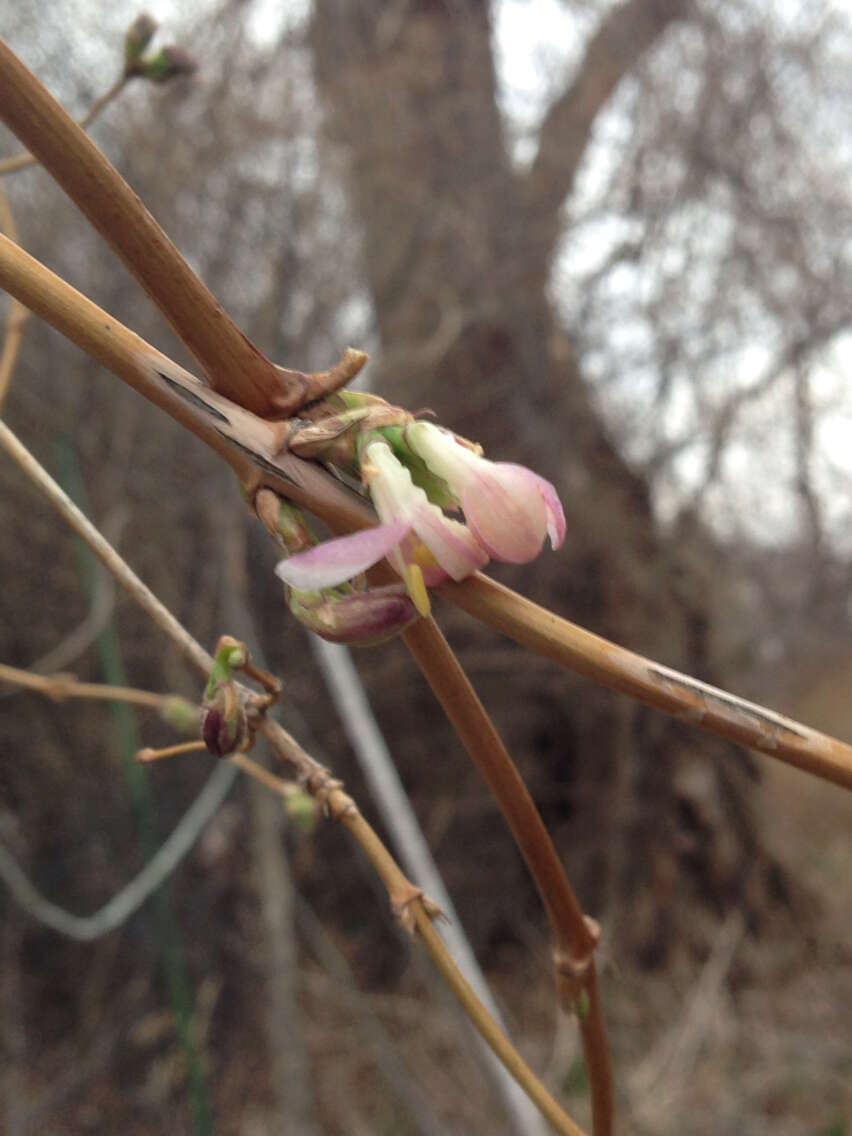 Imagem de Lonicera fragrantissima Lindl. & Paxt.