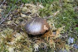 Image of Cortinarius subolivascens A. H. Sm. 1944