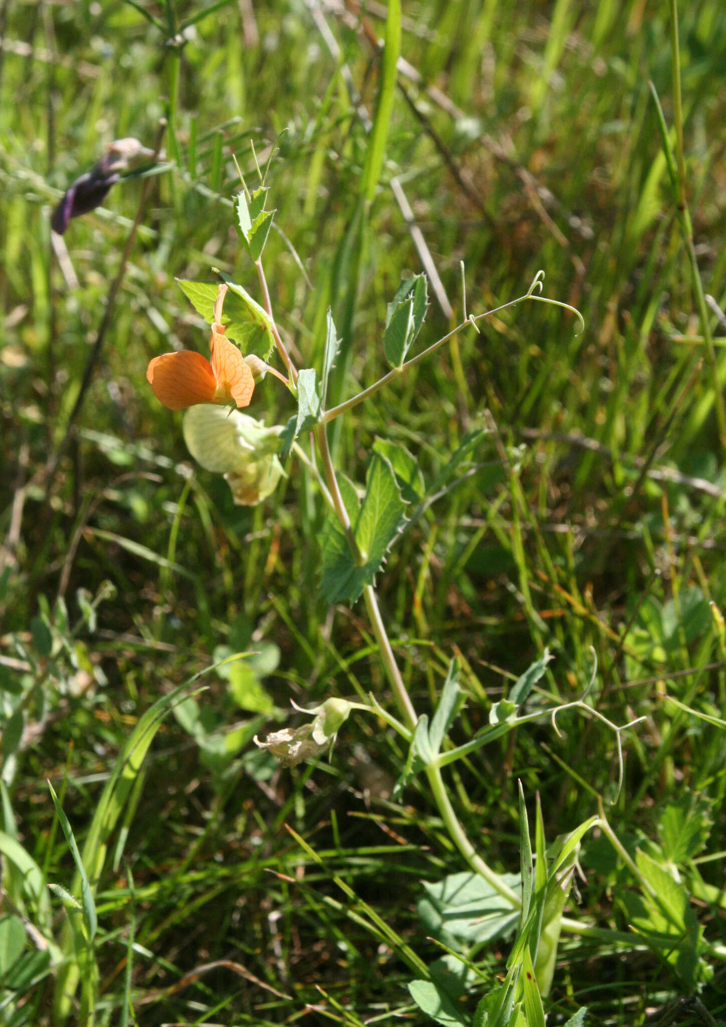 Image of tawny pea