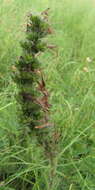 Image of Pontechium maculatum (L.) U.-R. Böhle & H. H. Hilger