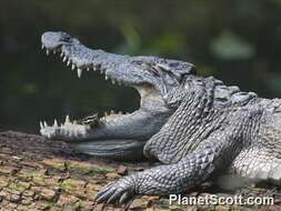 Image of Siamese Crocodile