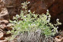 Image of Black Canyon gilia