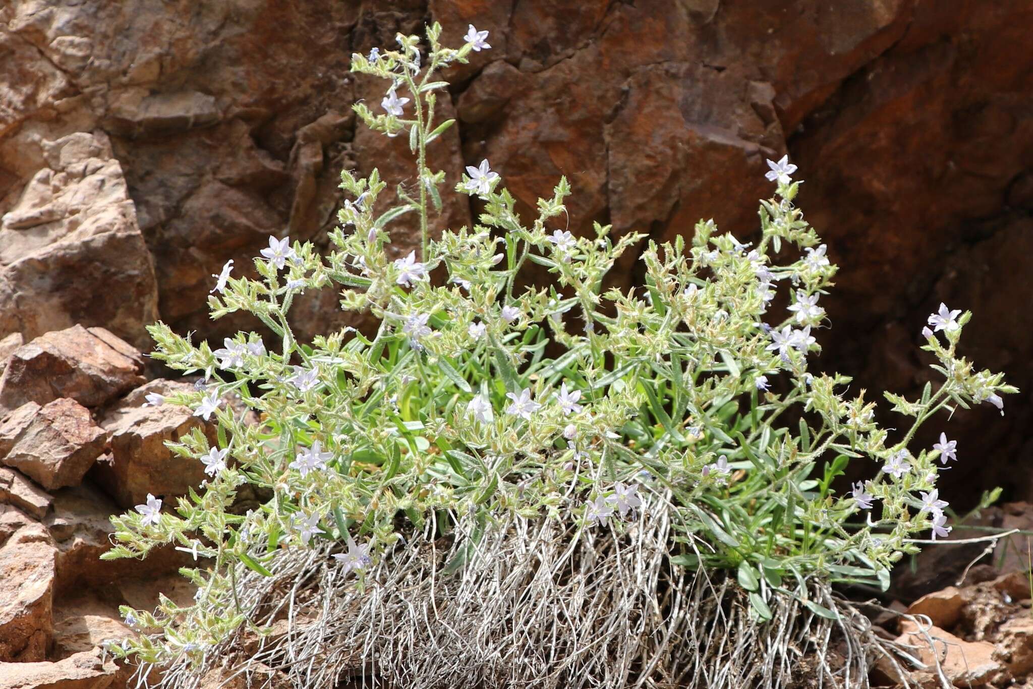 Image of Black Canyon gilia