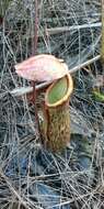 Image of Nepenthes philippinensis Macfarl.