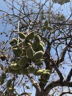 Image of African star-chestnut