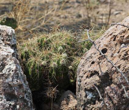 Image de Echinocereus cinerascens subsp. septentrionalis (N. P. Taylor) N. P. Taylor