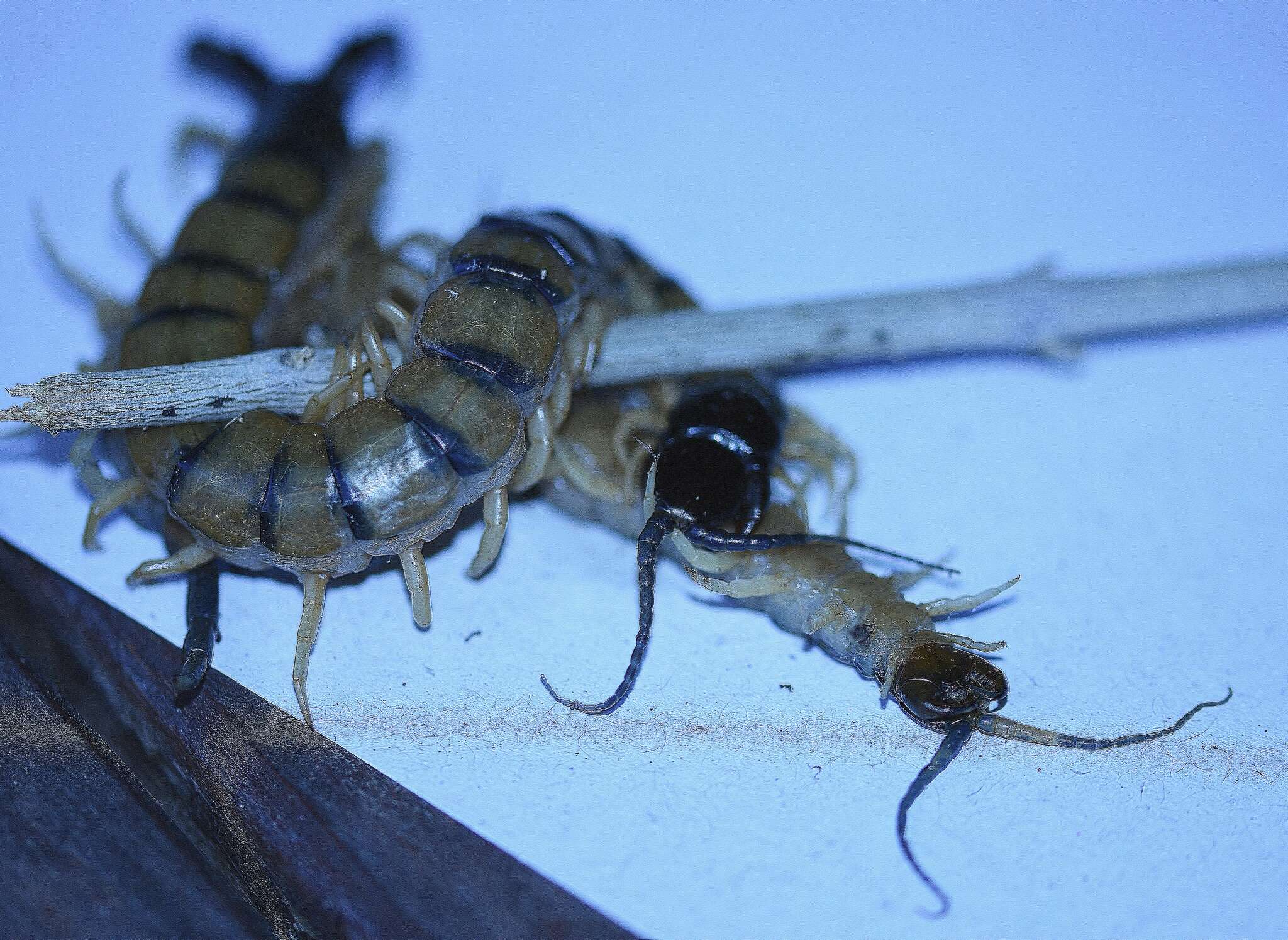 Imagem de Scolopendra cingulata Latreille 1829