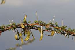 Image de Vachellia nebrownii (Burtt Davy) Seigler & Ebinger