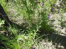 Plancia ëd Vernonia texana (A. Gray) Small