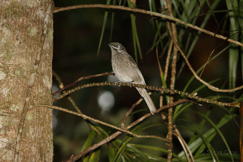 Image of Eungella Honeyeater