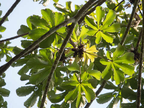 Image of Trumpet tree