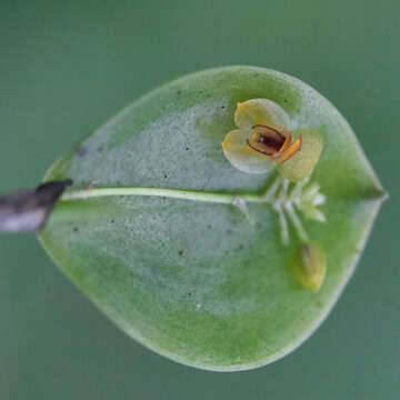 Image of Lepanthes inescata Luer