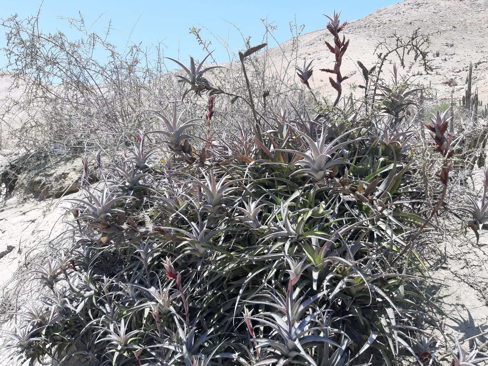 Tillandsia latifolia Meyen resmi