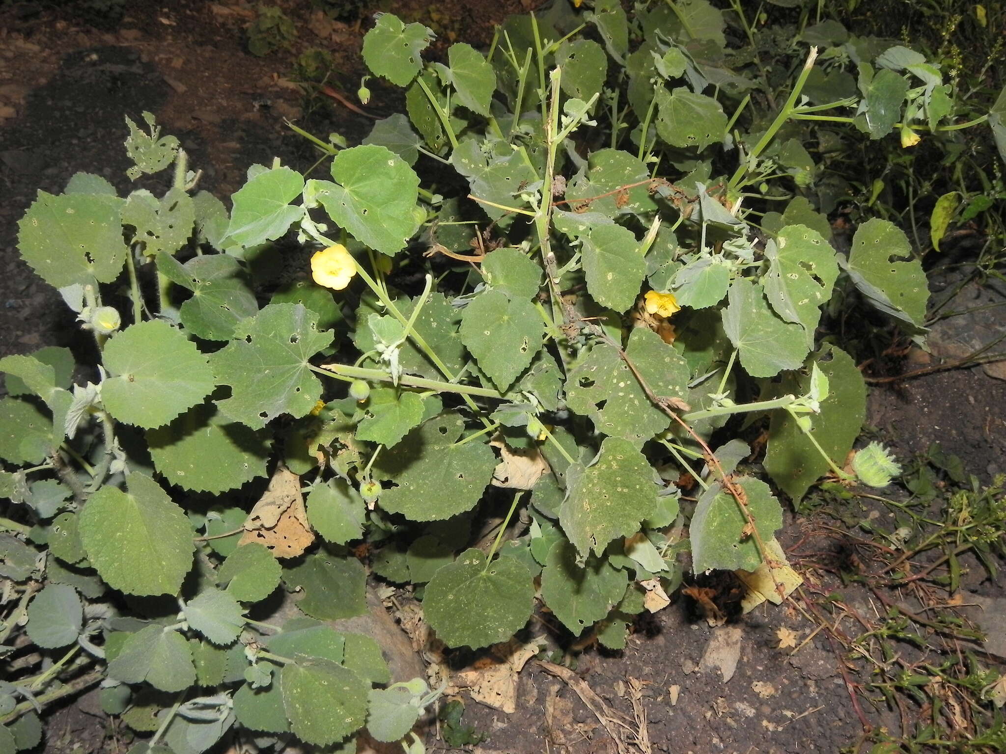 Imagem de Abutilon pannosum (Forst. fil.) Schltdl.