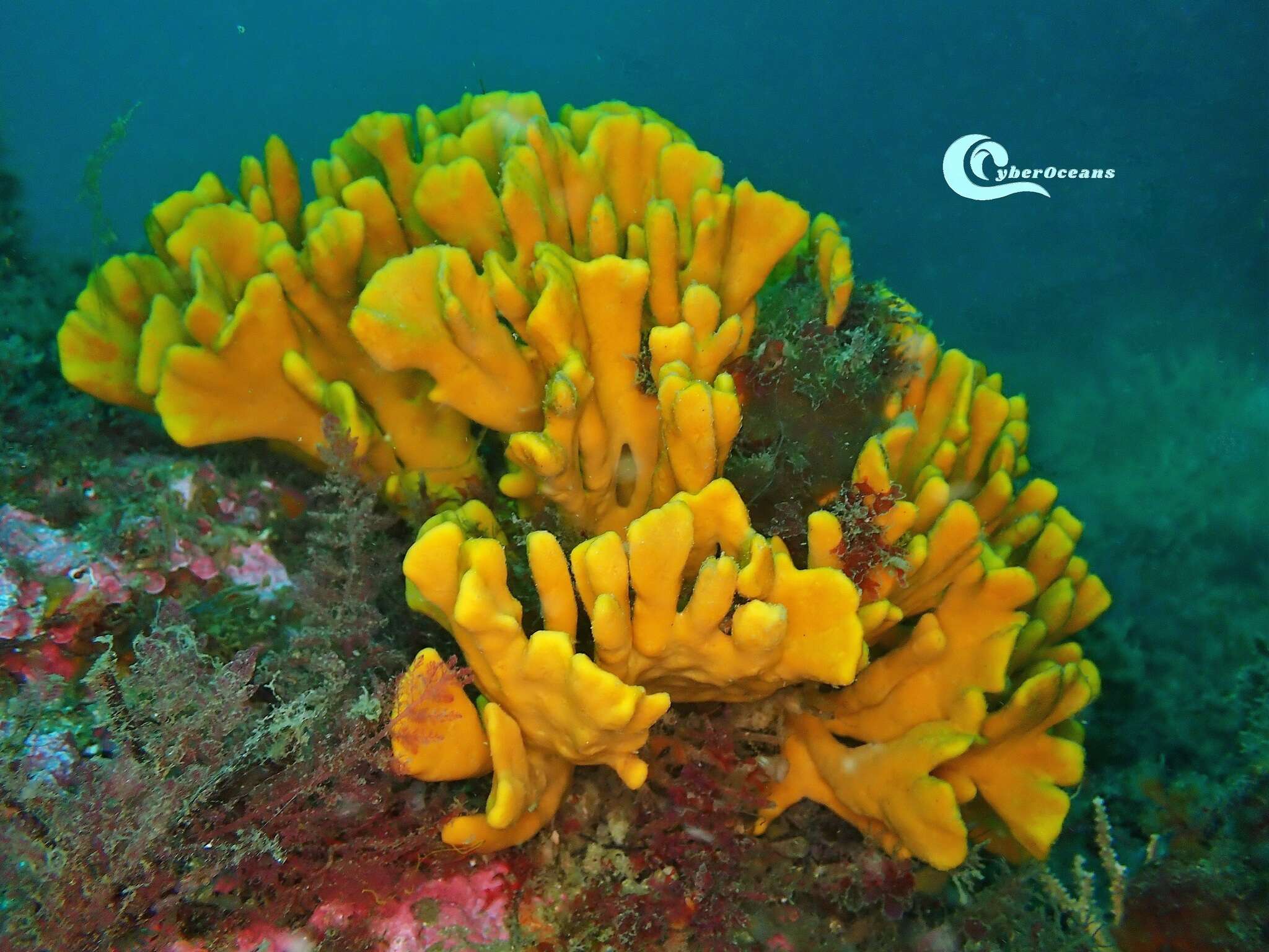 Image of branching sponge