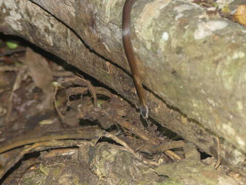 Image of Cacophis squamulosus (A. M. C. Duméril, Bibron & A. H. A. Duméril 1854)