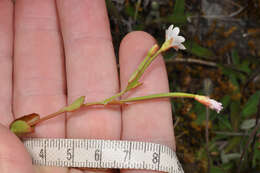 Image de Epilobium chlorifolium Hausskn.