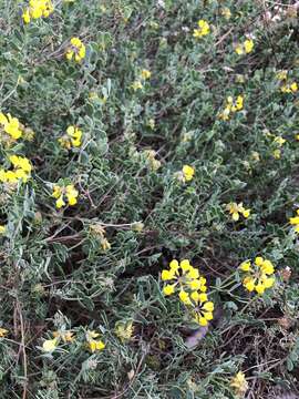 Слика од Coronilla minima subsp. lotoides (Koch) Nyman