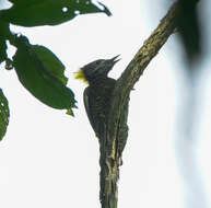 Image of Lesser Yellownape Woodpecker