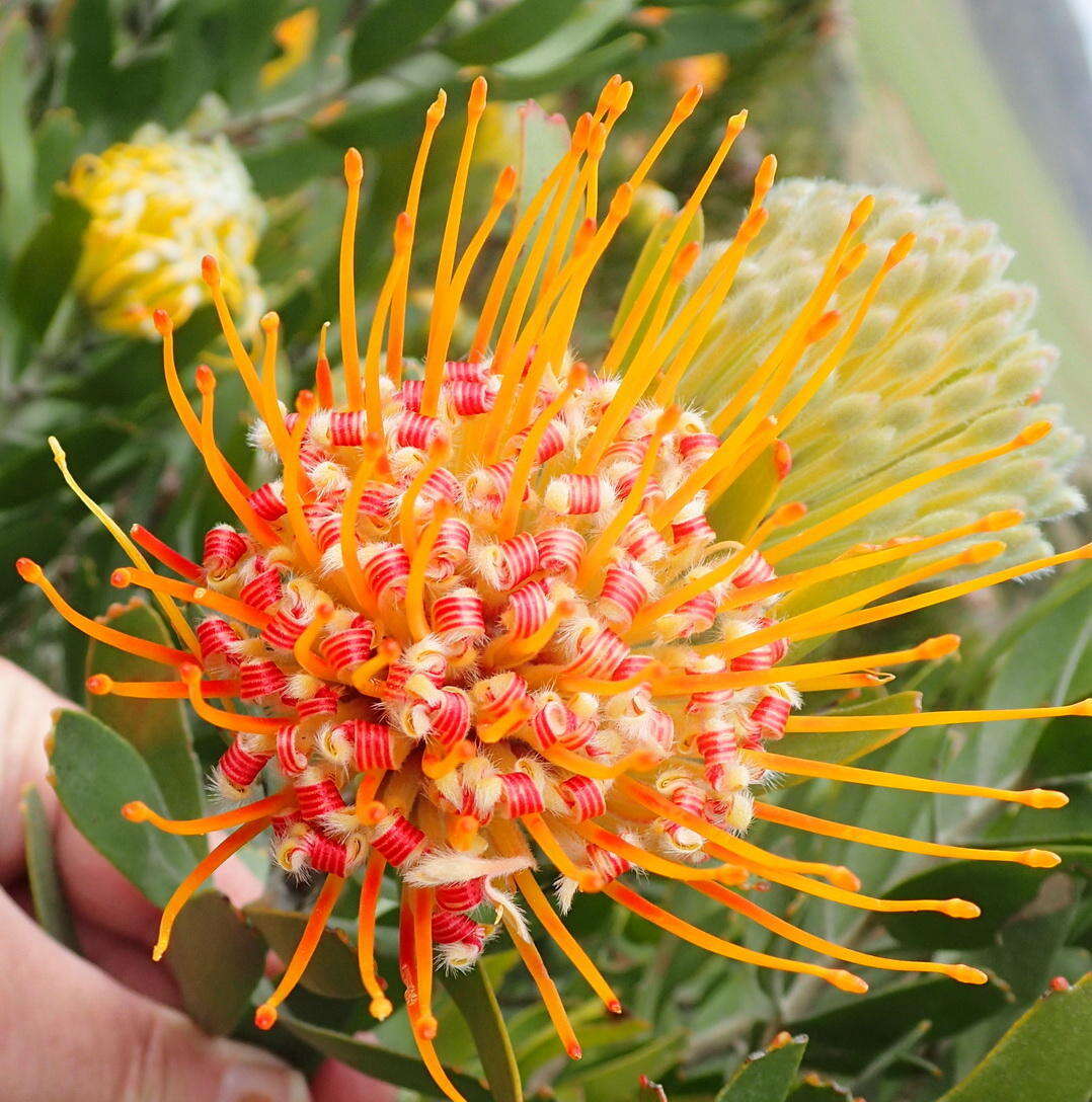 Image of Leucospermum erubescens Rourke