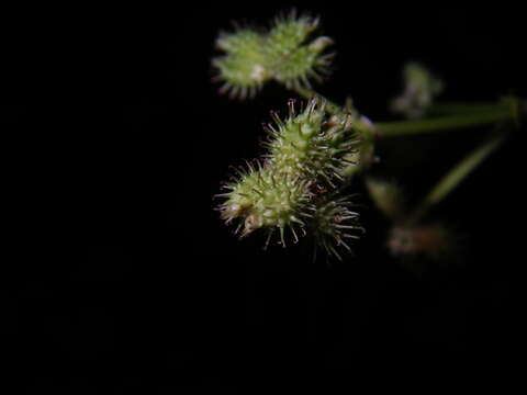 Image of Sanicula chinensis Bunge