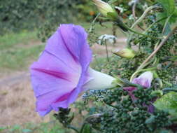 Слика од Ipomoea purpurea (L.) Roth