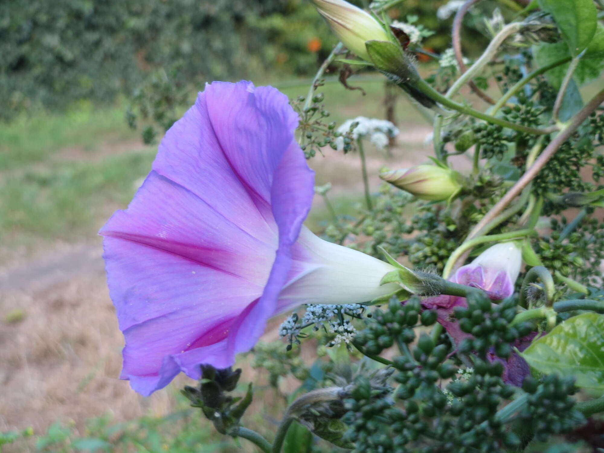 Image of tall morning-glory