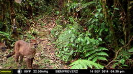 Image of South American cougar