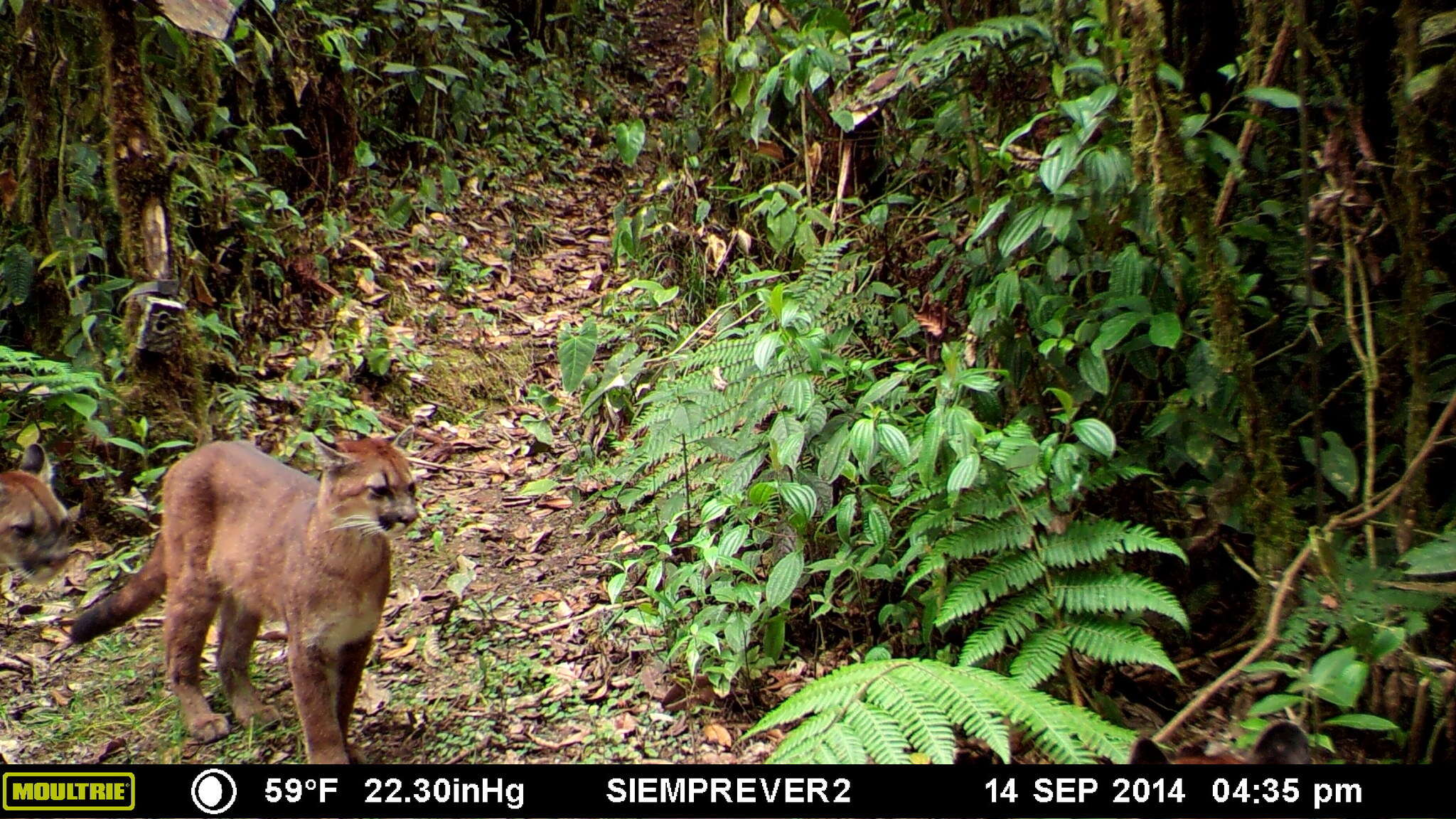 Image of South American cougar