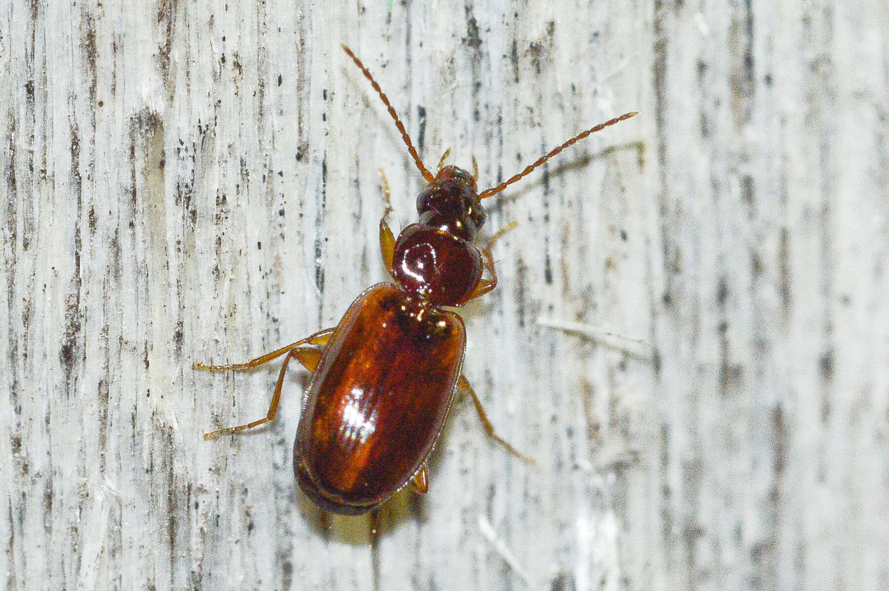 Image of Ground beetle