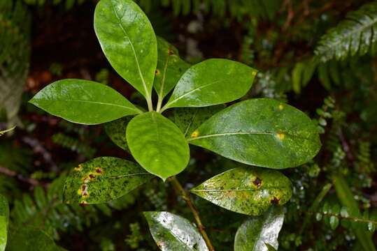 Image of Coprosma lucida J. R. Forst. & G. Forst.