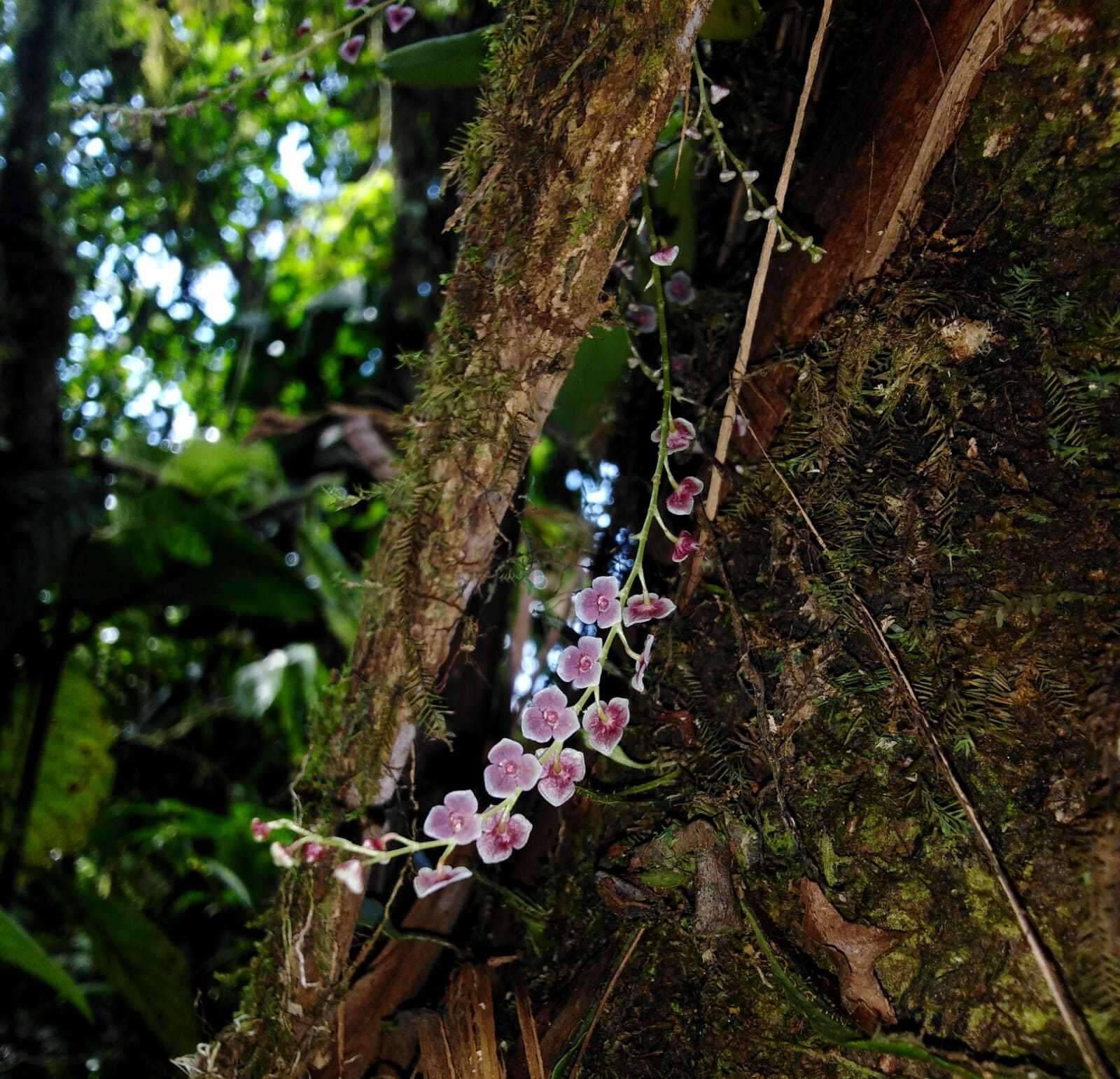 Image of Stelis argentata Lindl.